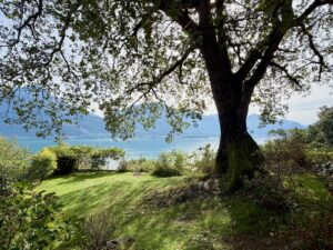 Villa with Swimming Pool, Garden and Lake View - Pianello Lario